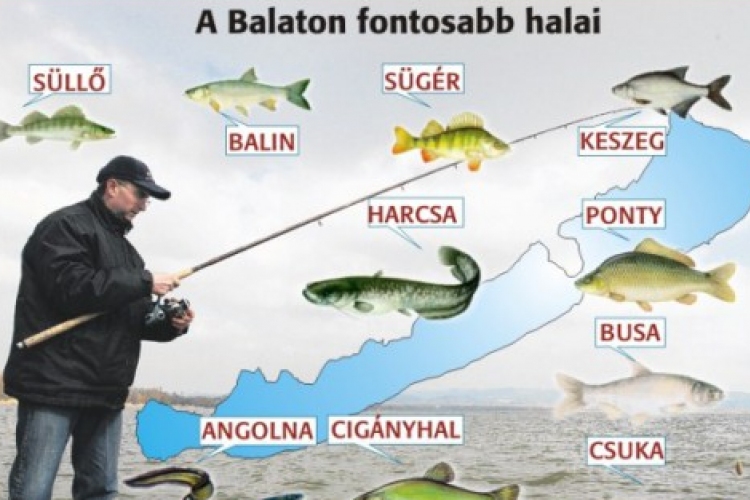 Balatoni halak napja