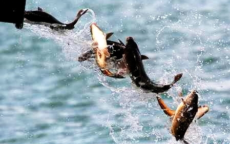 Őszi haltelepítés a Balatonon