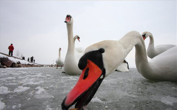 Magyar Turizmus Zrt: a Balaton turisztikai kihasználtsága tovább növelhető