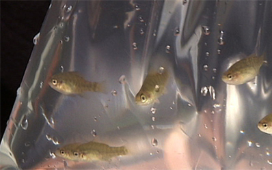 Élő hal szállítása tilos!