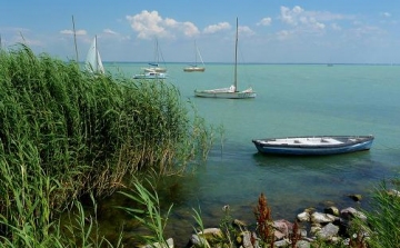 A tervezett nádaratás negyedével végeztek csak a Balatonnál