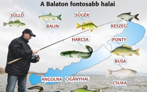 Balatoni halak napja