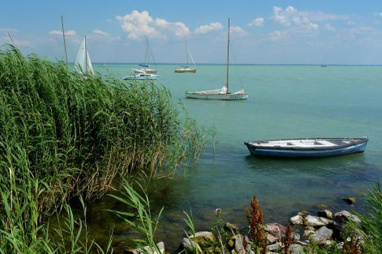 A tervezett nádaratás negyedével végeztek csak a Balatonnál