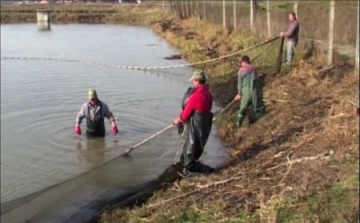 Közös gondok az európai haltermelőknél