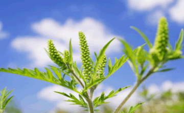Pollenhelyzet - Hamarosan a csalánfélék pollenszórása is elindul