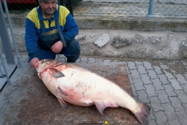 Óriás busát fogtak a Balatonban