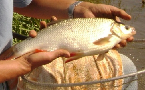 Horgászzsákmány a Balatonon, 2012