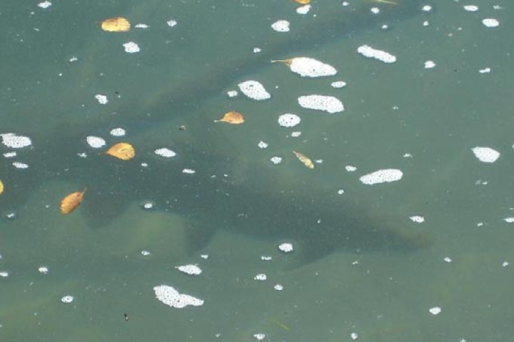 Csaknem 138 tonna halat telepítettek a zalai vizekbe