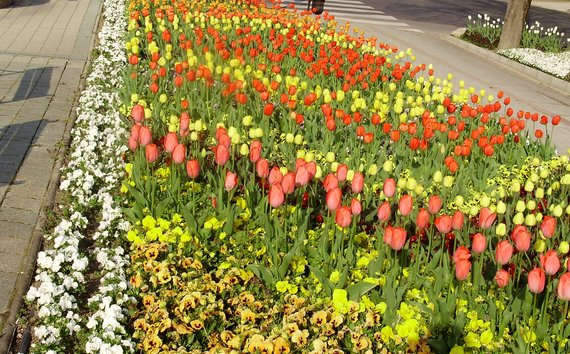 A virágos Hévízt zsűrizték