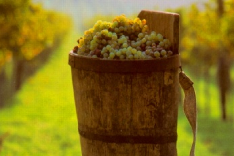 Megkezdődött a szüret